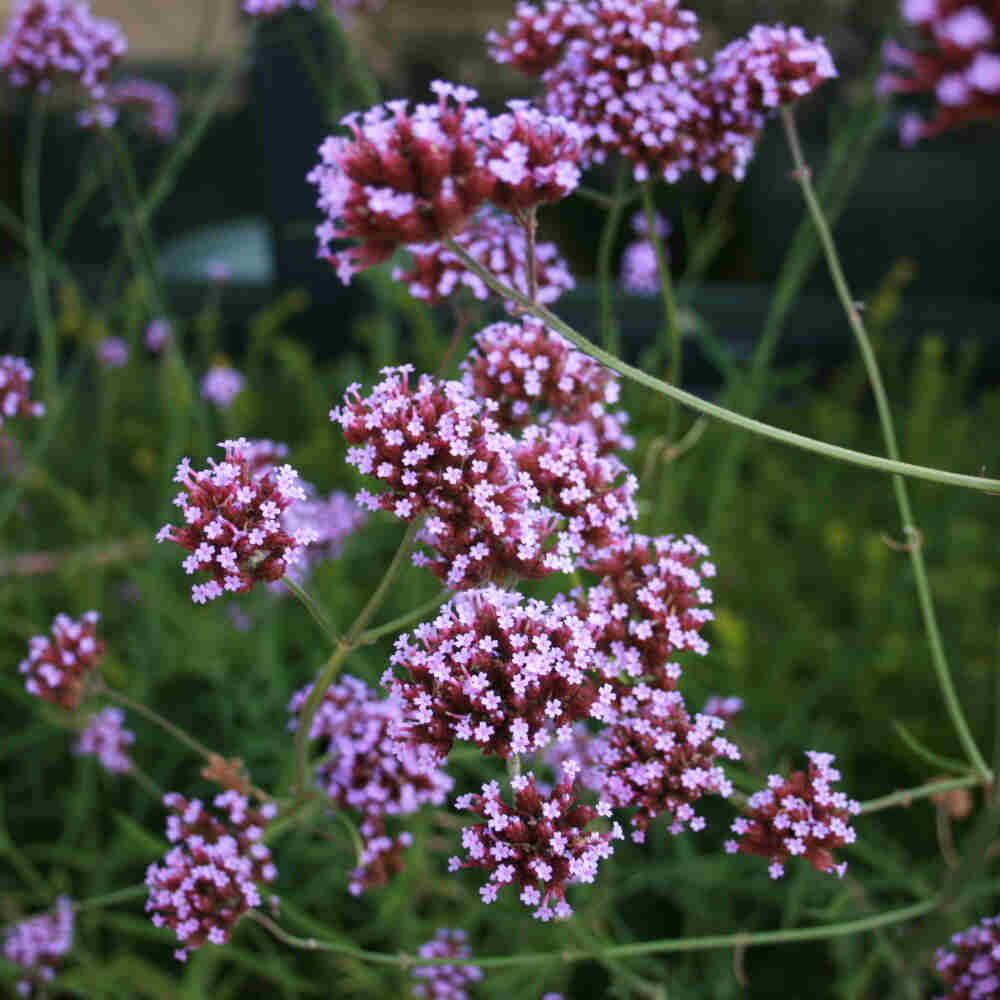 Verbena bonariensis 'Lollipop' P9