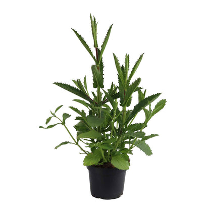 Verbena bonariensis 15cm