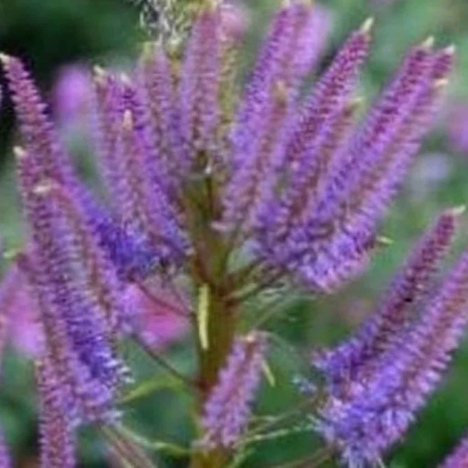 Veronicastrum vir. 'Fascination' 2 L