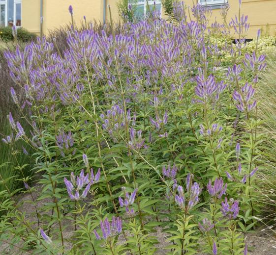 Veronicastrum vir. 'Fascination' 2 L