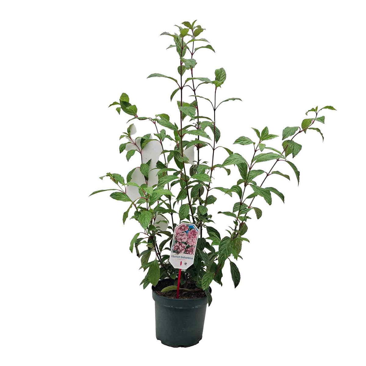 Viburnum bodn. 'Charles Lamont' 40/50 C5