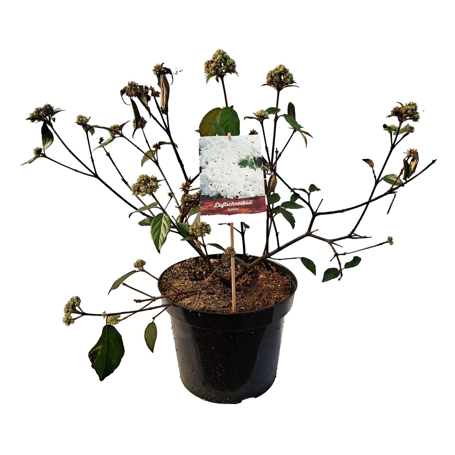 Viburnum 'Eskimo' 7,5L
