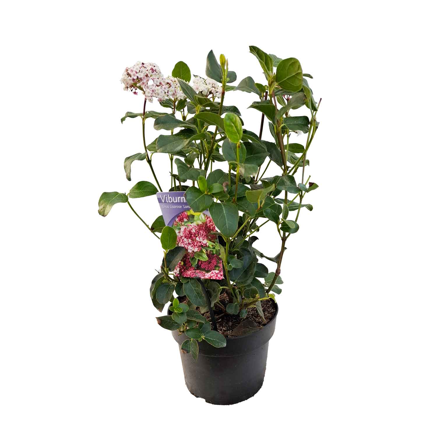 Viburnum tinus 'Lisa Rose' 3L