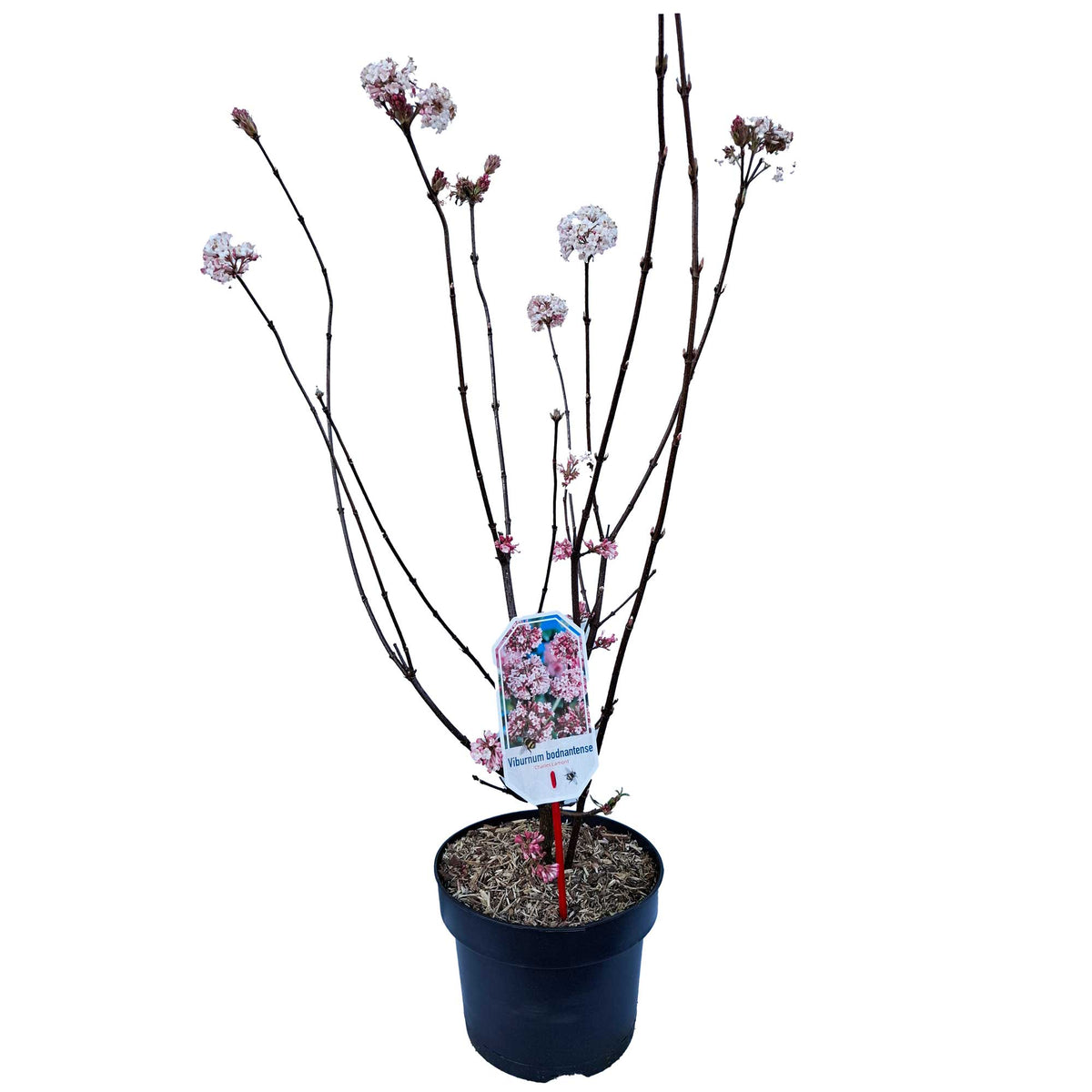 Viburnum bodn. 'Charles Lamont' 40/50 C5