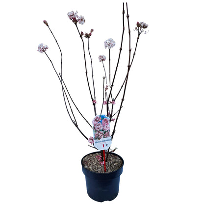 Viburnum bodn. 'Charles Lamont' 40/50 C5