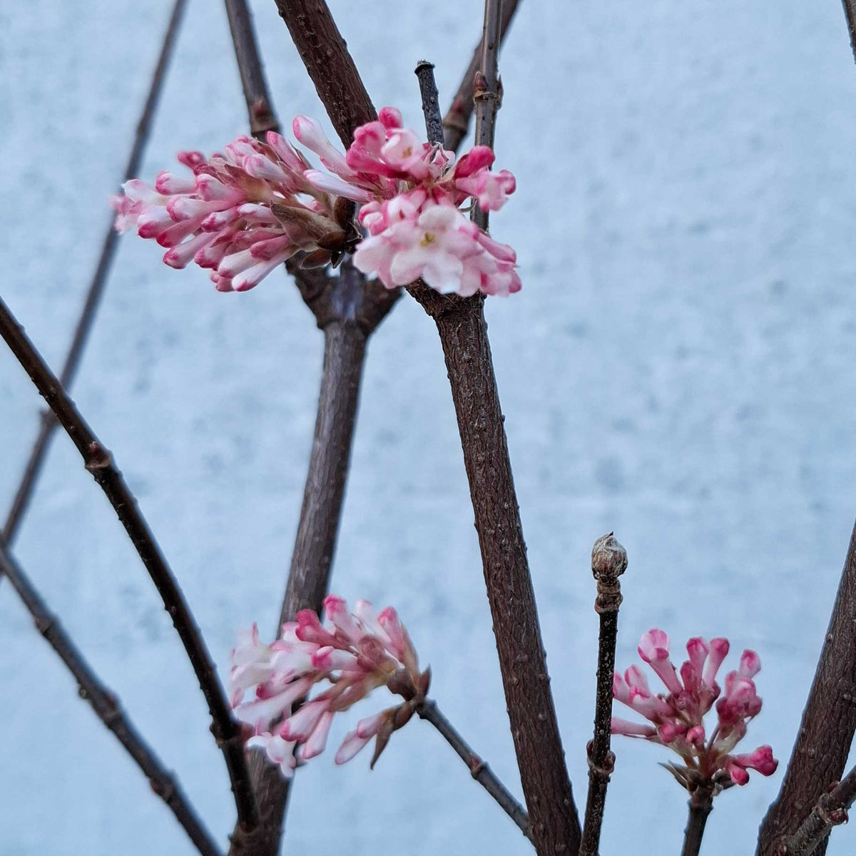 Viburnum bodn. 'Charles Lamont' 40/50 C5