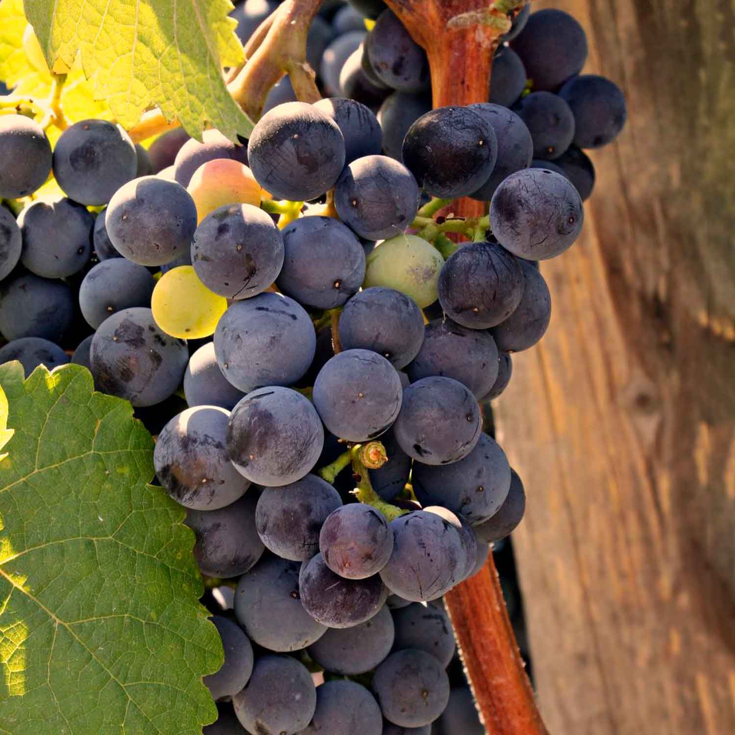 Vinplante - Vitis 'Regent' C3 80- 100
