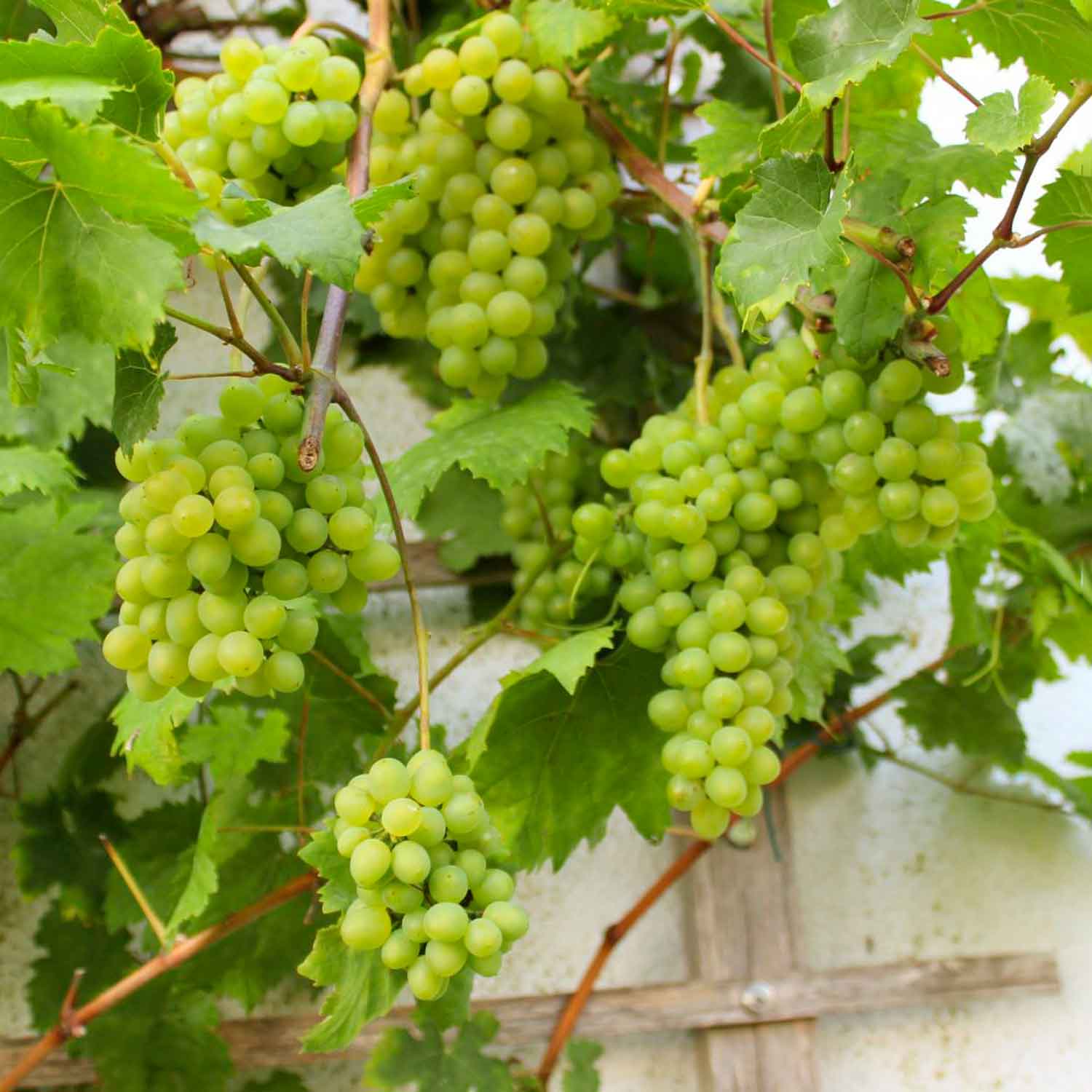 Vitis 'Romulus' C3 80- 100