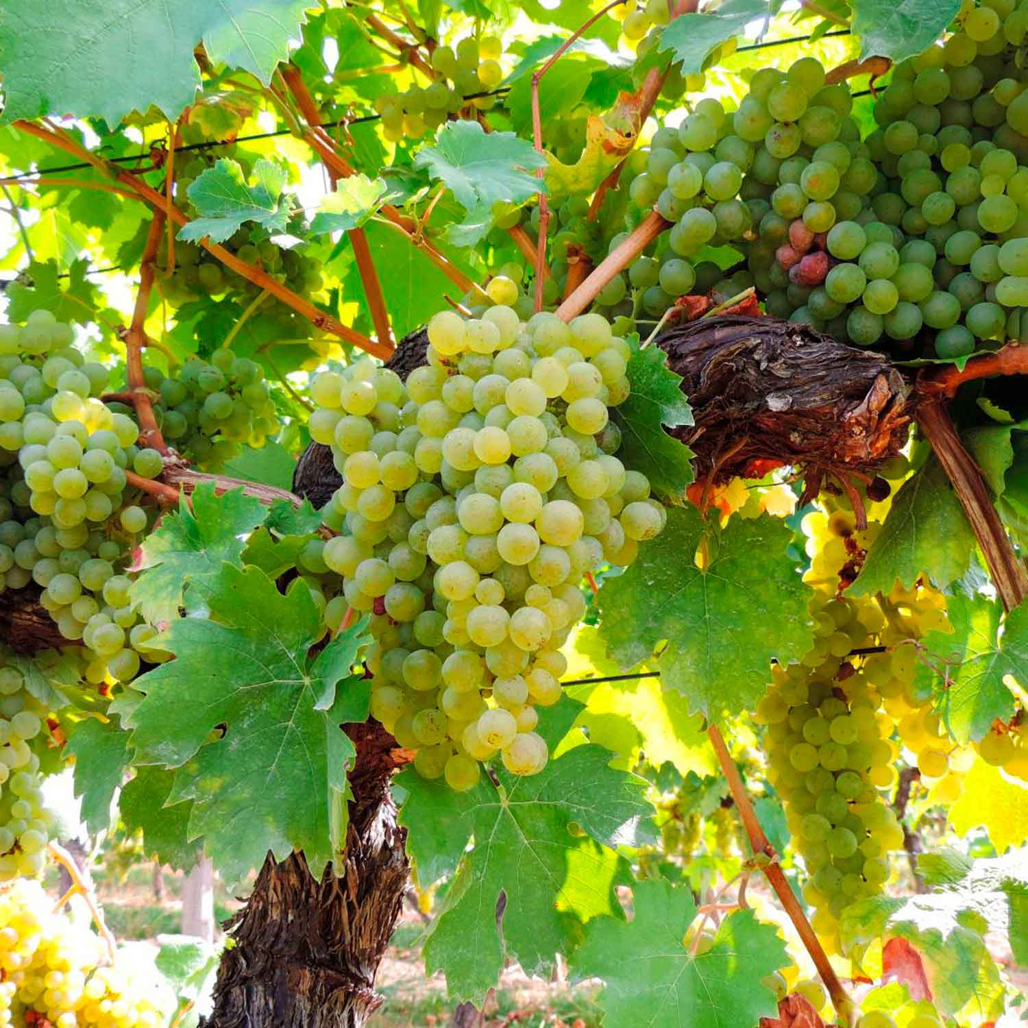 Vitis 'Solaris' C3 80- 100