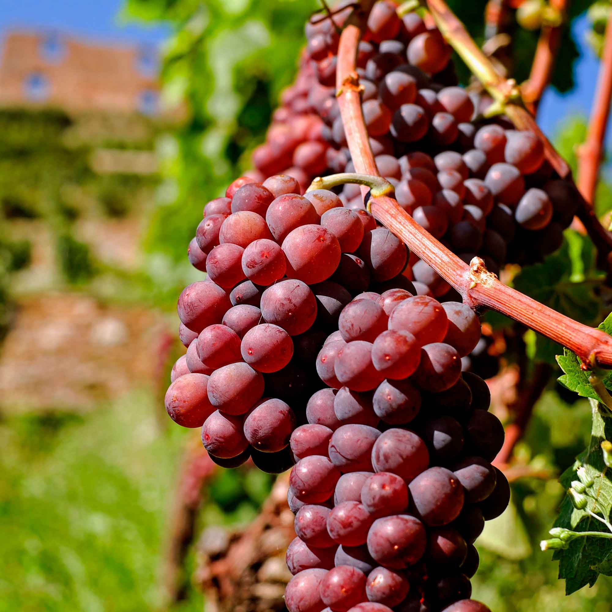 Vitis 'Vanessa' C3 80- 100