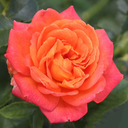 Rose Vulcano