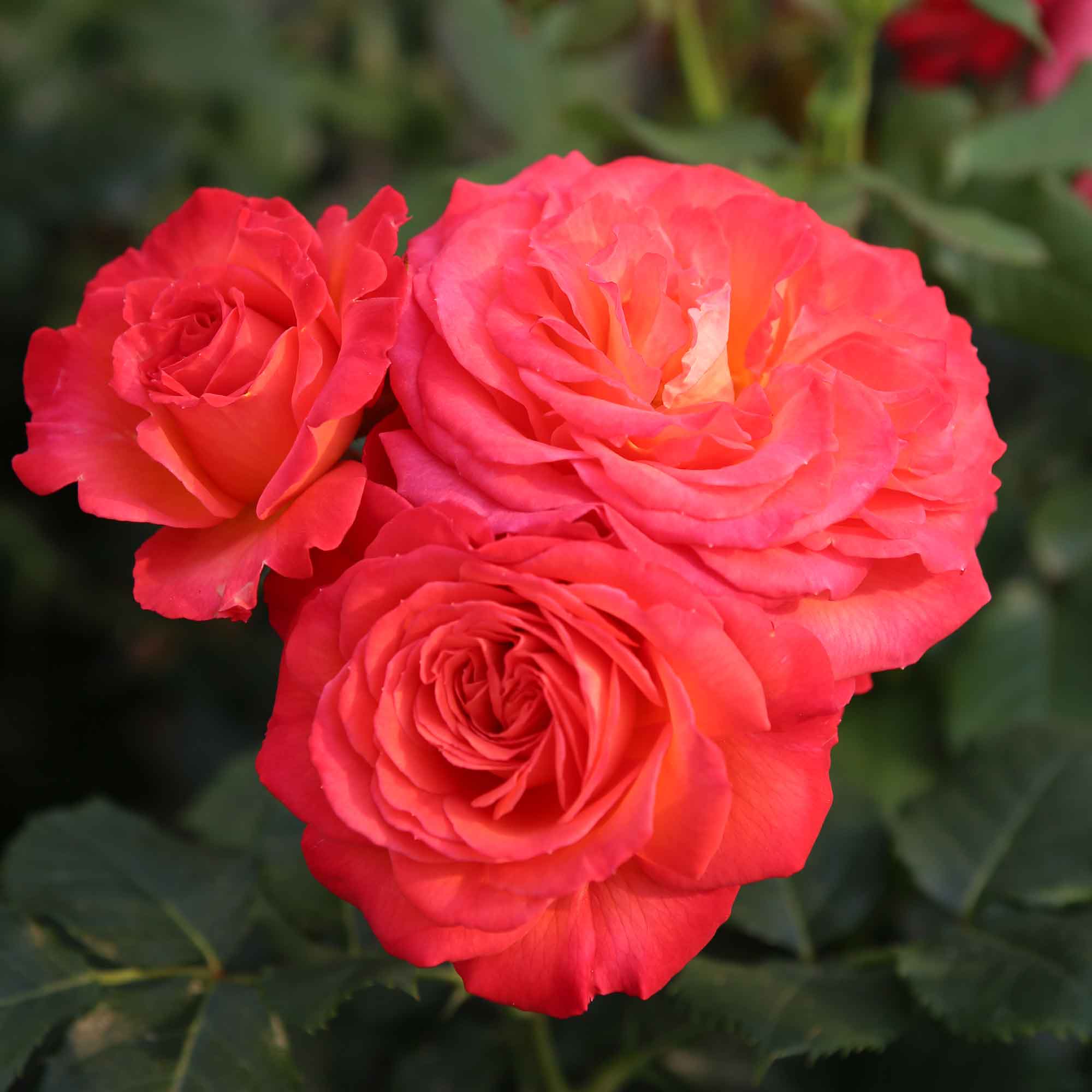 Rose Vulcano