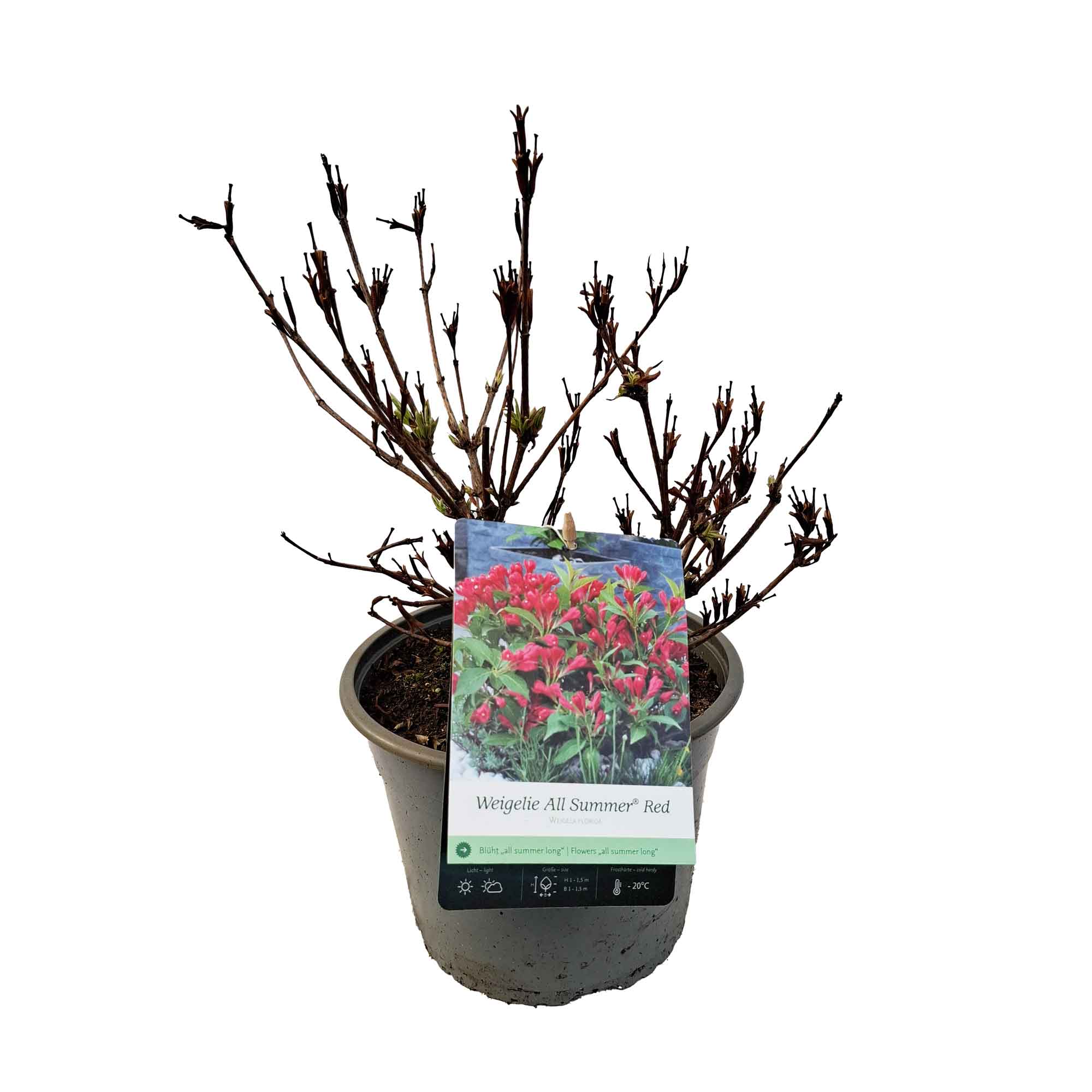 Weigela florida 'All Summer Red' 4L