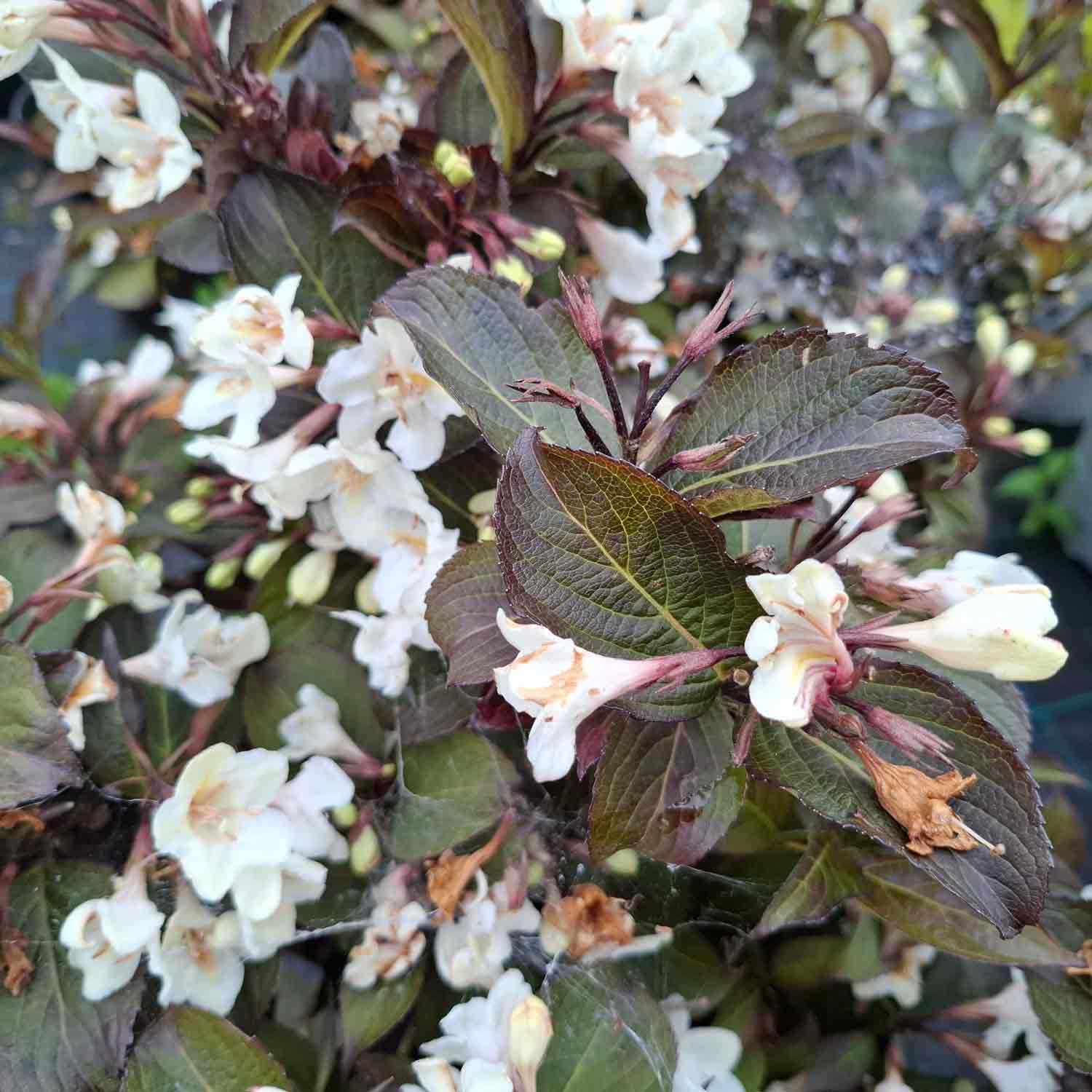 Weigela florida 'Ebony & Ivory' 4L