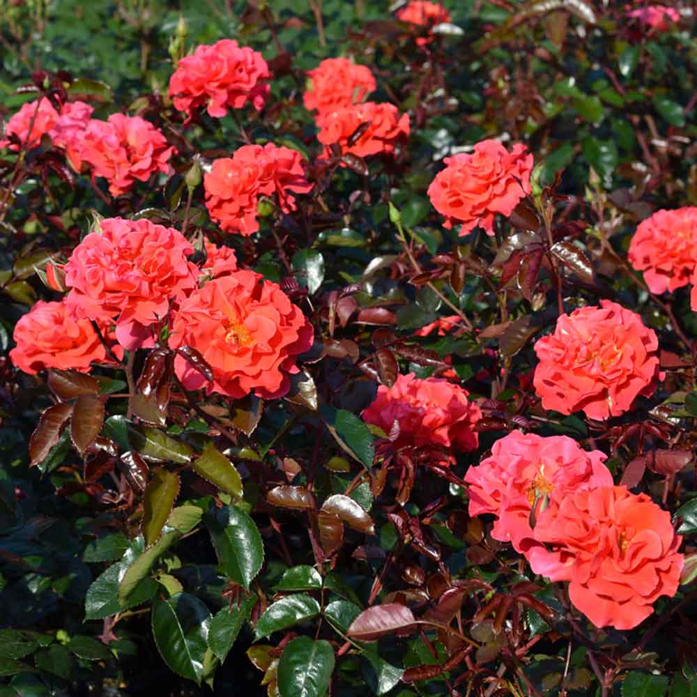 Rosa Westblick