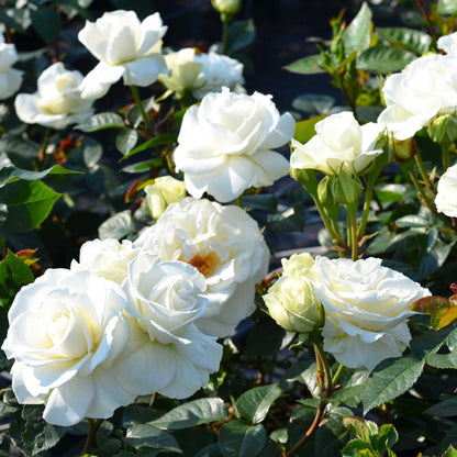 Rose 'Westpol'