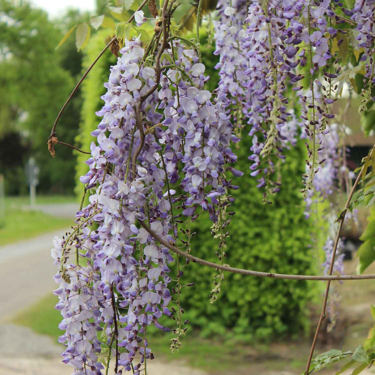 Wisteria floribunda 'Macrobotrys' C2,3 60- 100