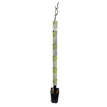 Wisteria brach. 'Shiro Kapitan' 150-175cm 5,5L