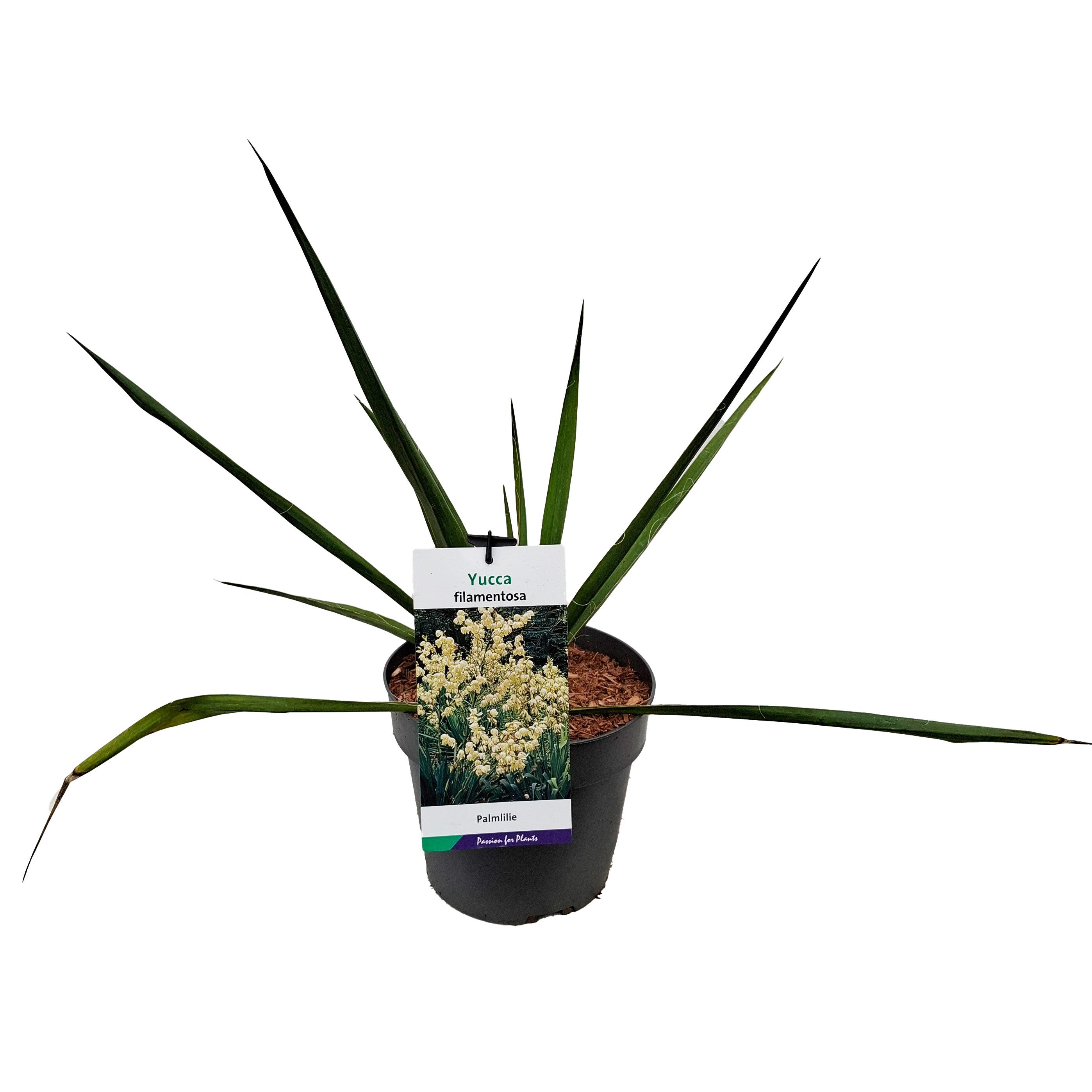 Yucca filamentosa C3