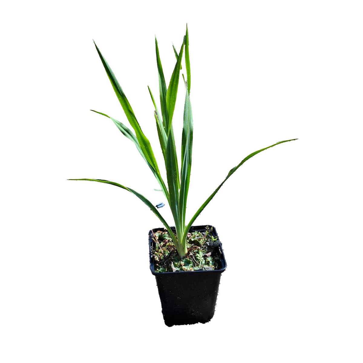 Yucca filamentosa P9