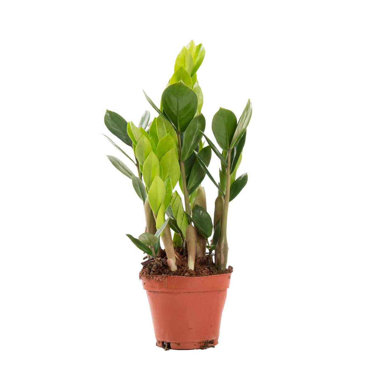 Zamioculcas zamiifolia 11cm