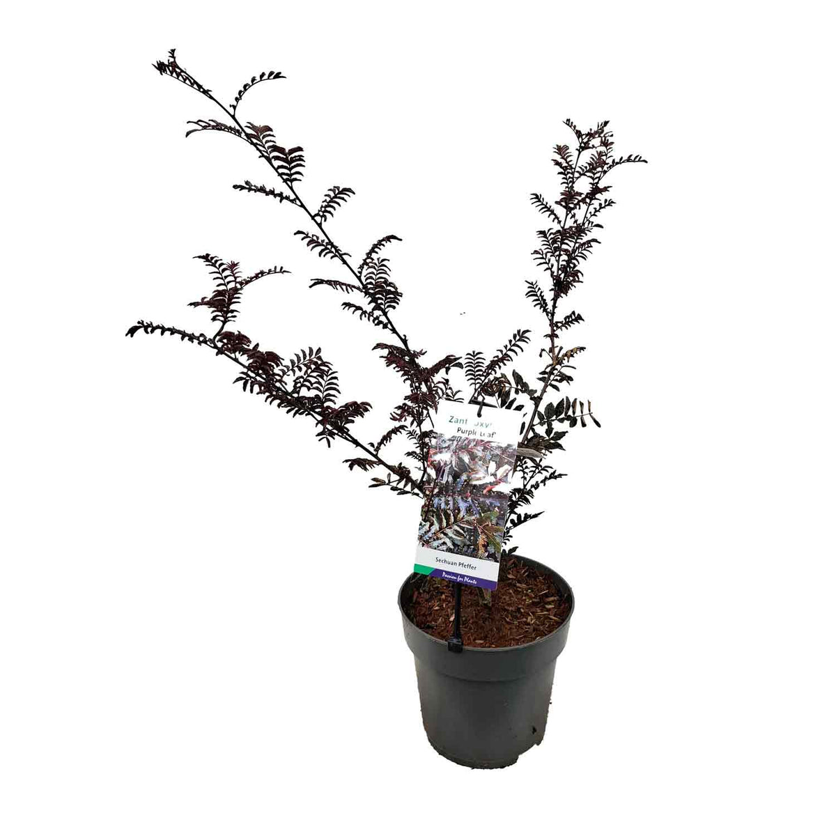 Zanthoxylum piperitum 'Purple Leaf' 50-60 C5
