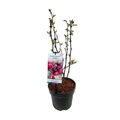 Zanthoxylum simulans 50-60 C5