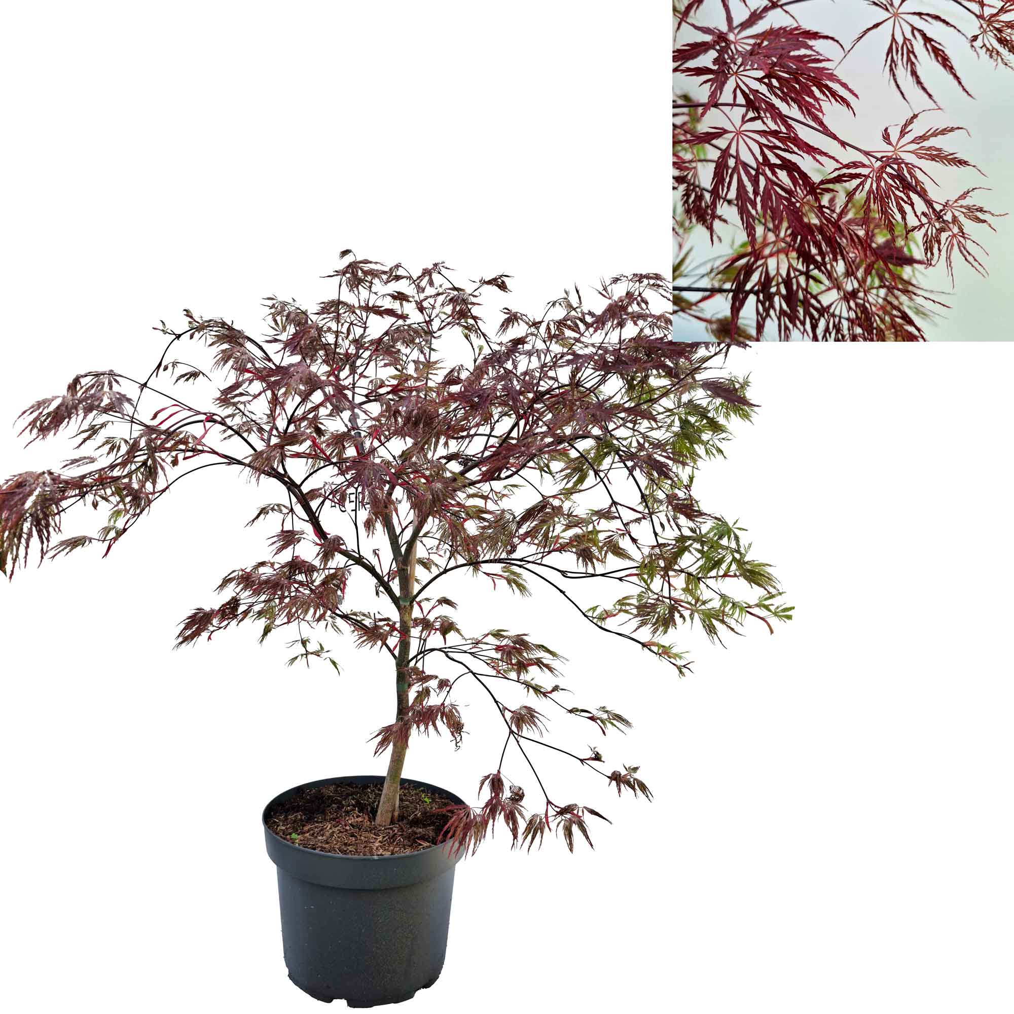 Acer pal. 'Inaba-shidare' 50-60 cm 10L