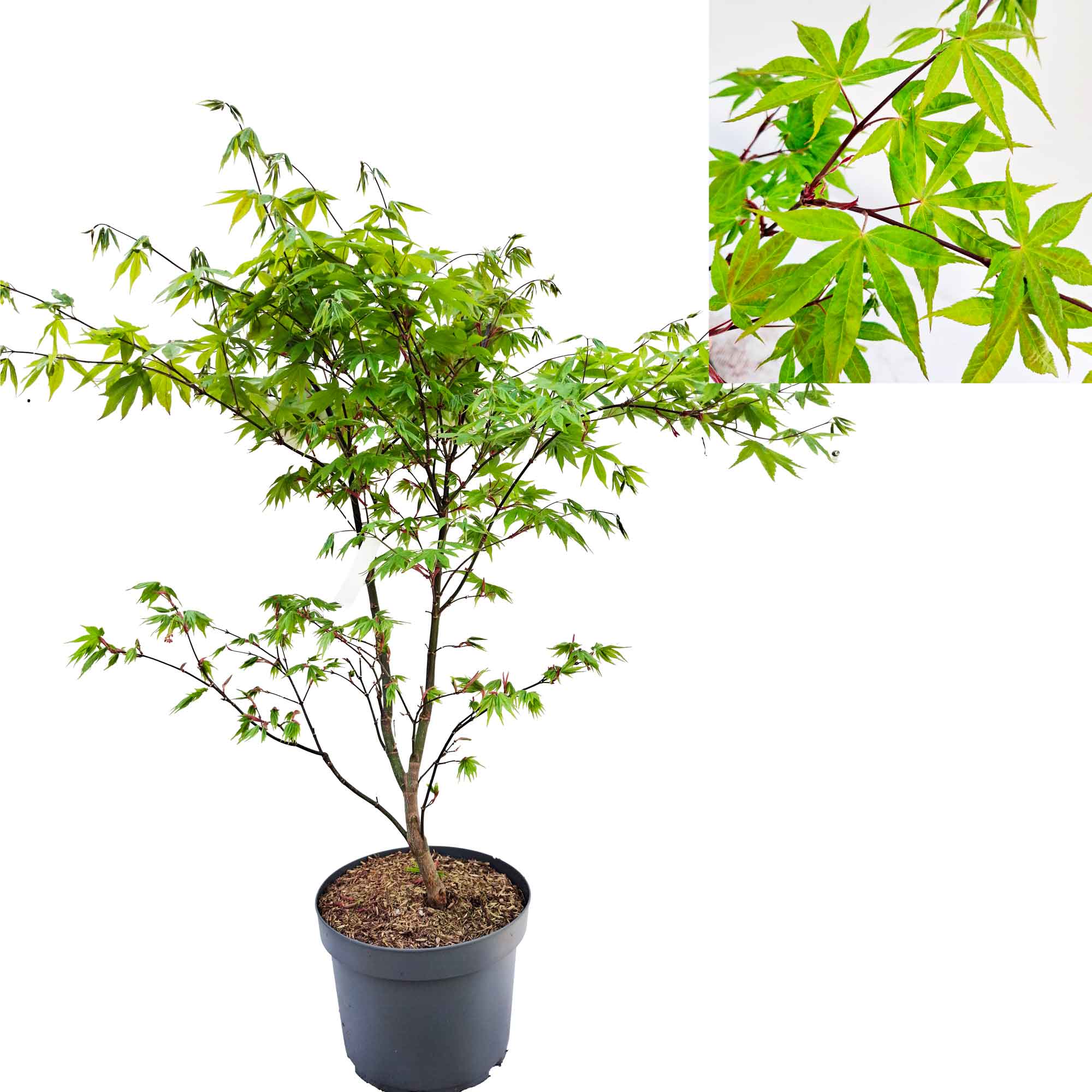 Acer pal. 'Osakazuki' 60-70 cm 10L