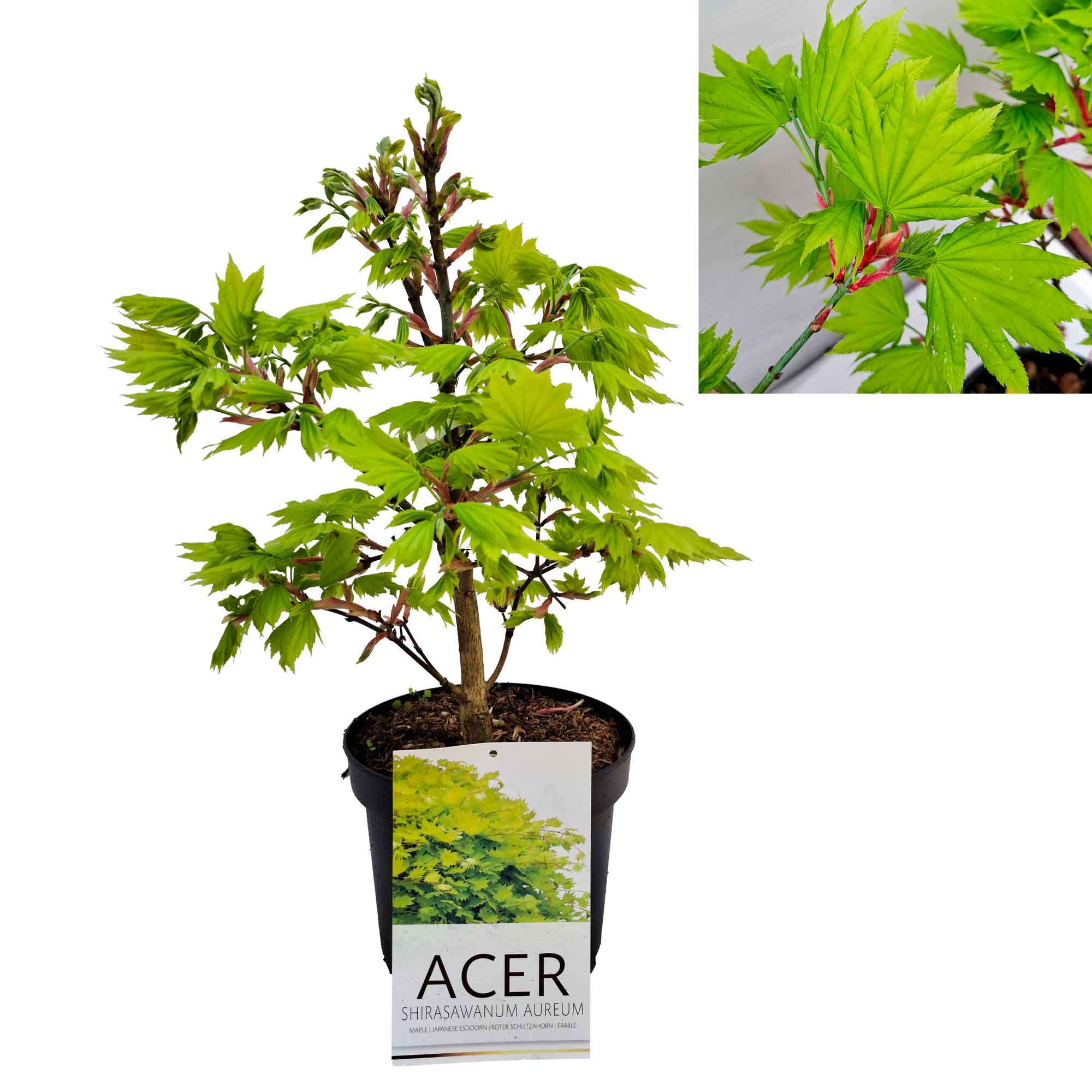 Acer shir. 'Aureum' 25-30 cm 4L