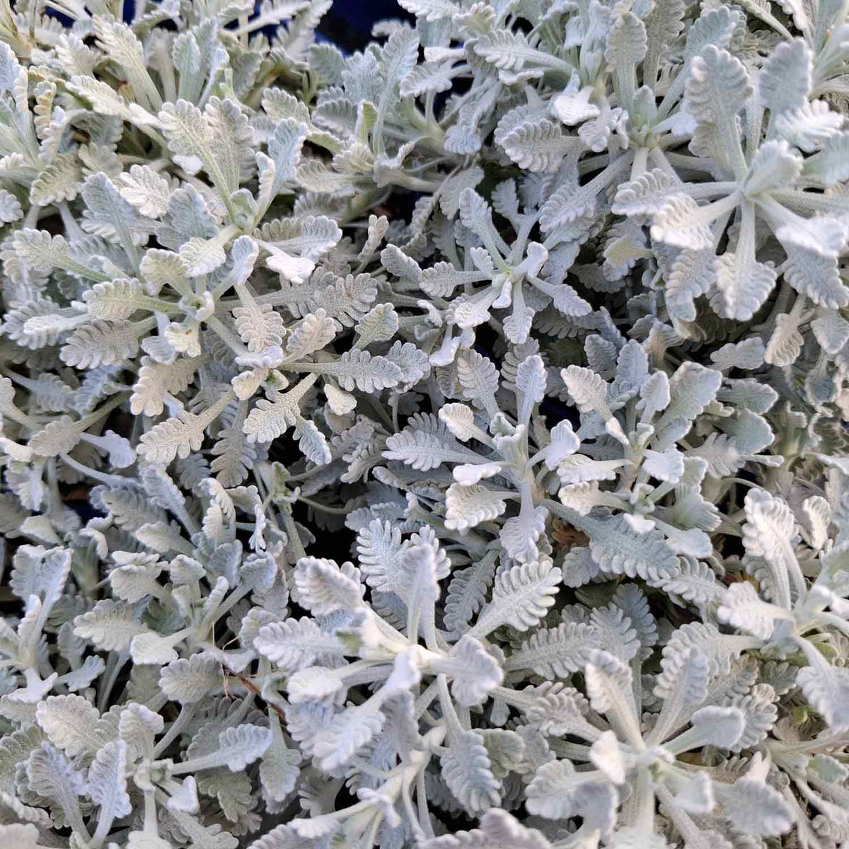 Achillea umbellata 12cm