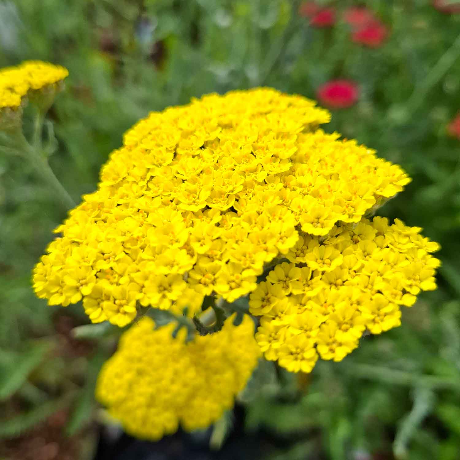 Achillea 'Moonshine' P9