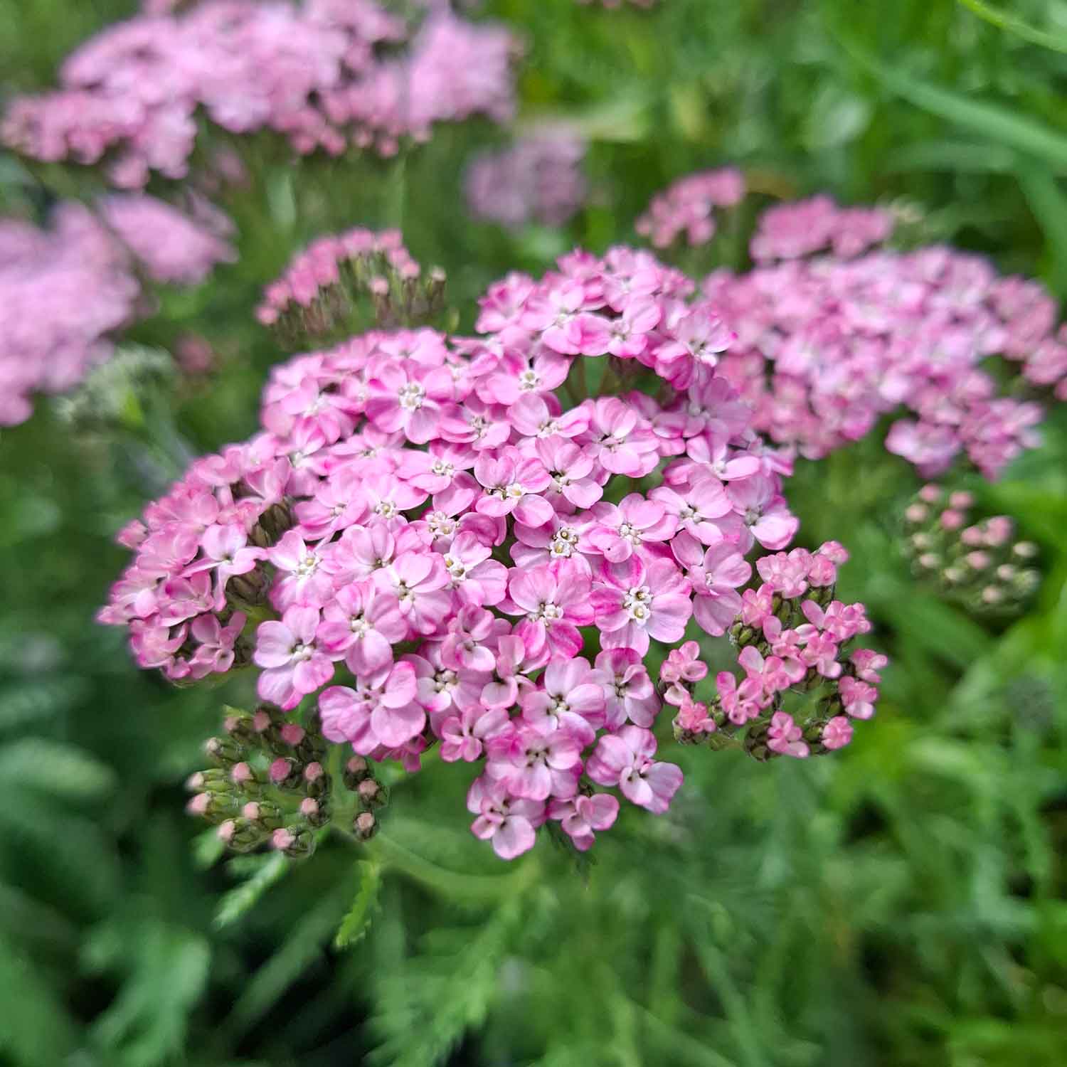 Achillea hybrid 'Wonderful Wampee' 1L