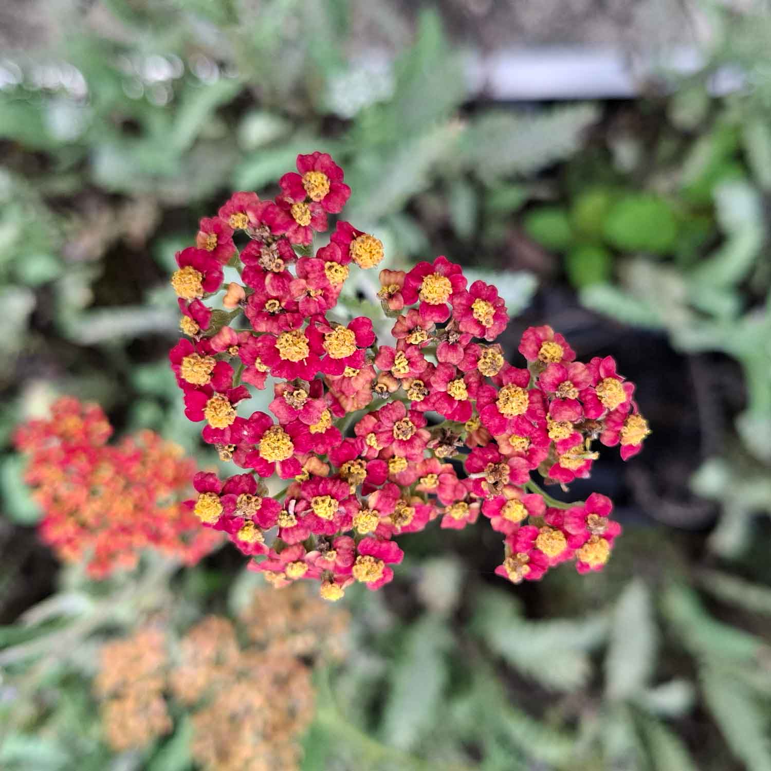 Achillea 'Walther Funcke' P9