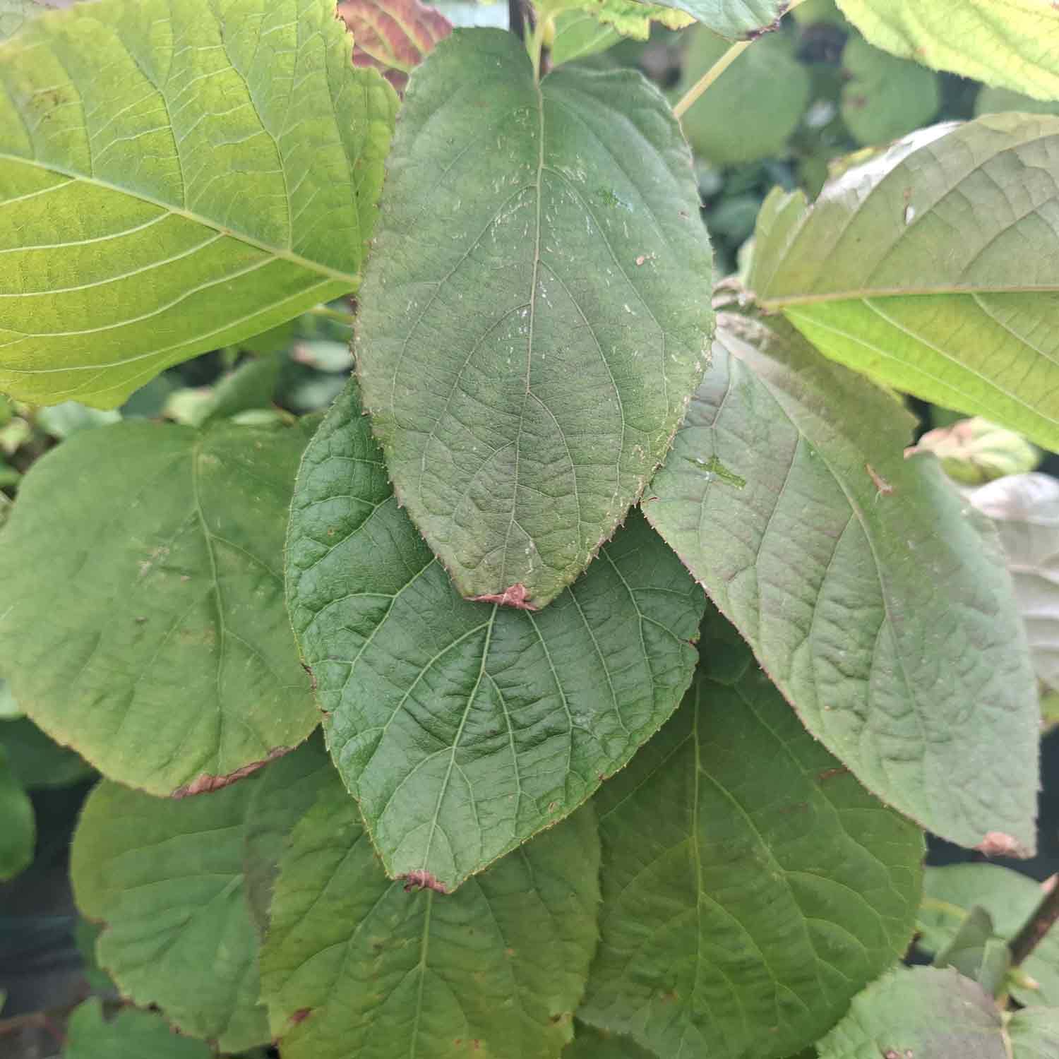Gooseberry kiwi - Actinidia arguta 'Paula' 5L pot