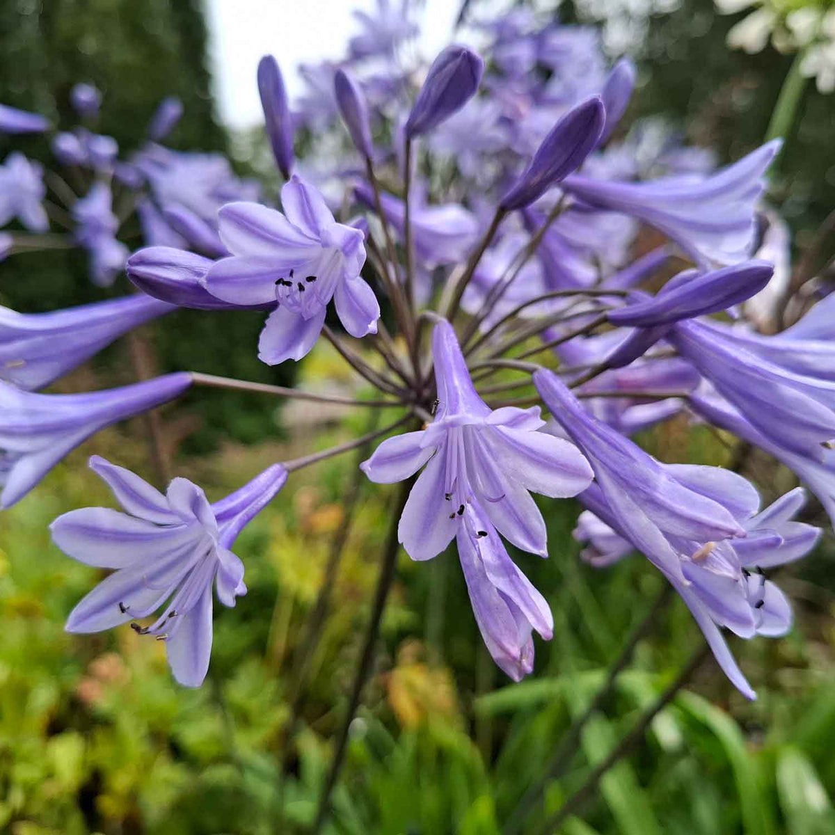 Agapanthus 'Dr Brouwer' P9