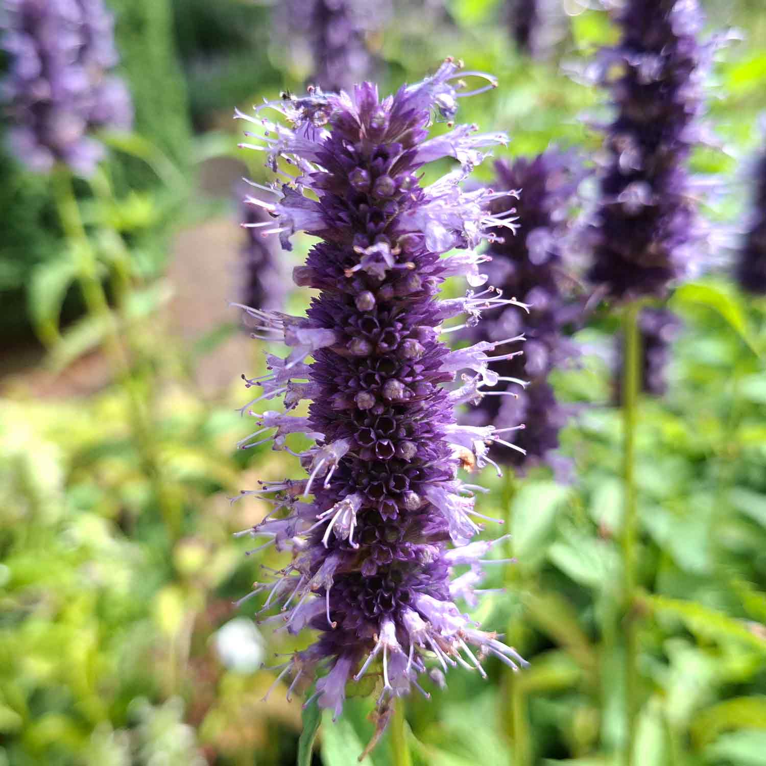 Agastache 'Black Adder' P9