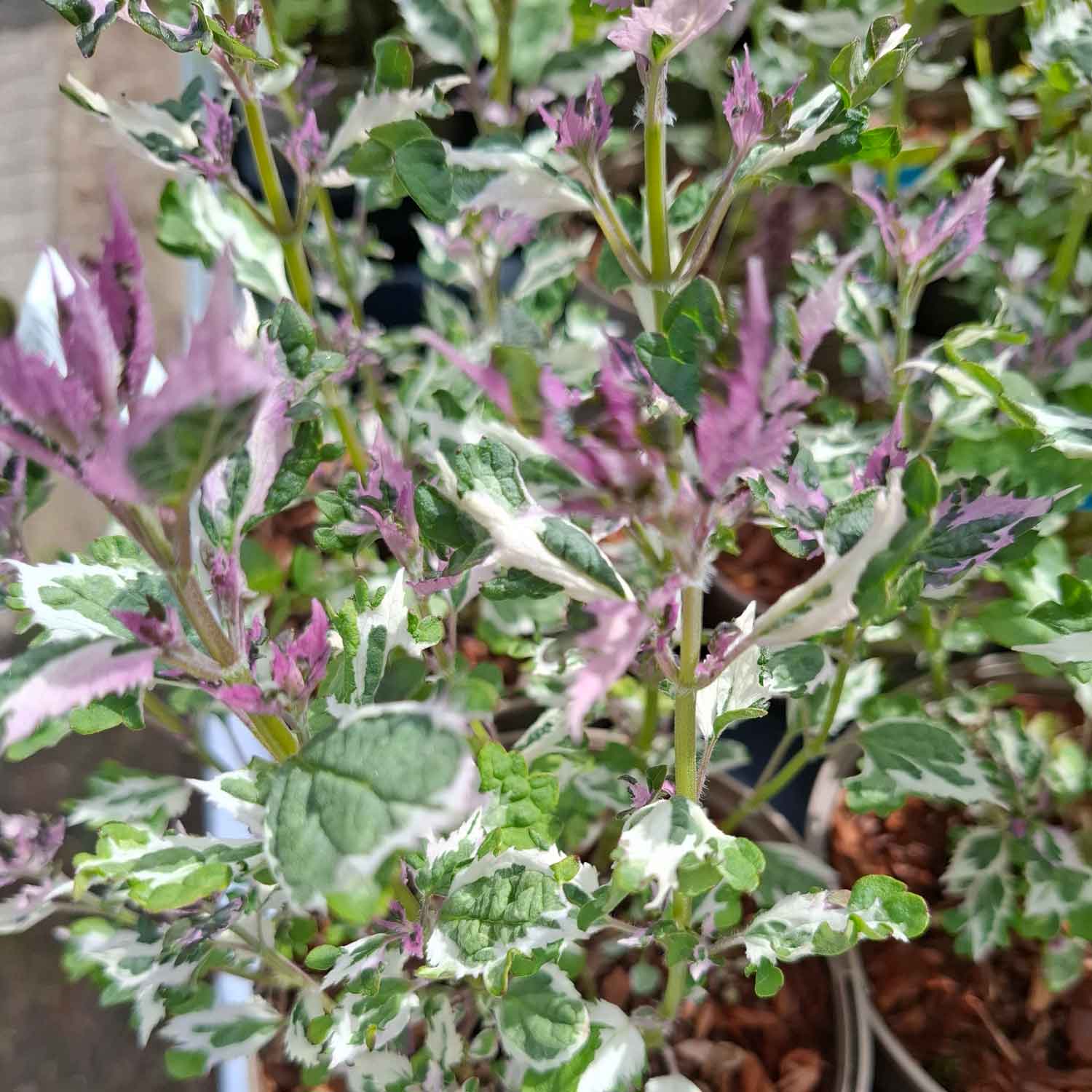 Agastache hybrid 'Crazy Fortune'(R) 1L