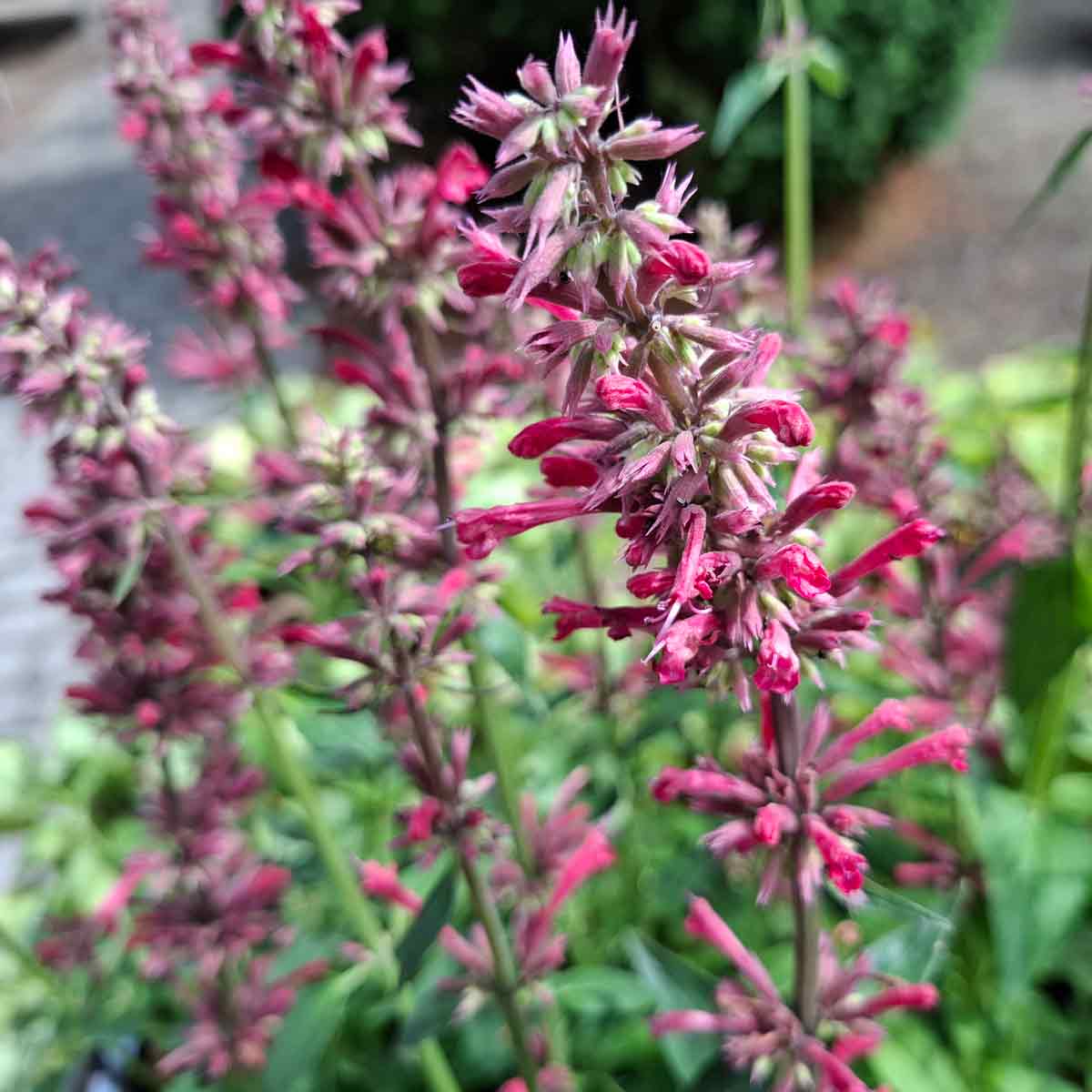 Agastache hybrid 'Red Fortune' 1L