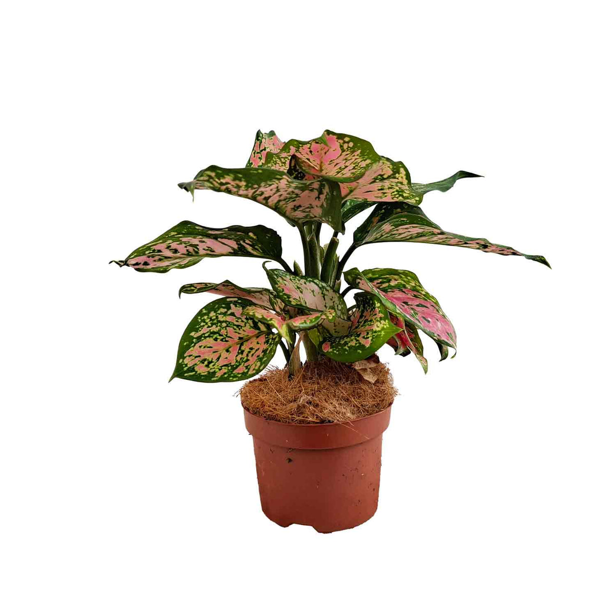 Aglaonema Pink 10,5cm