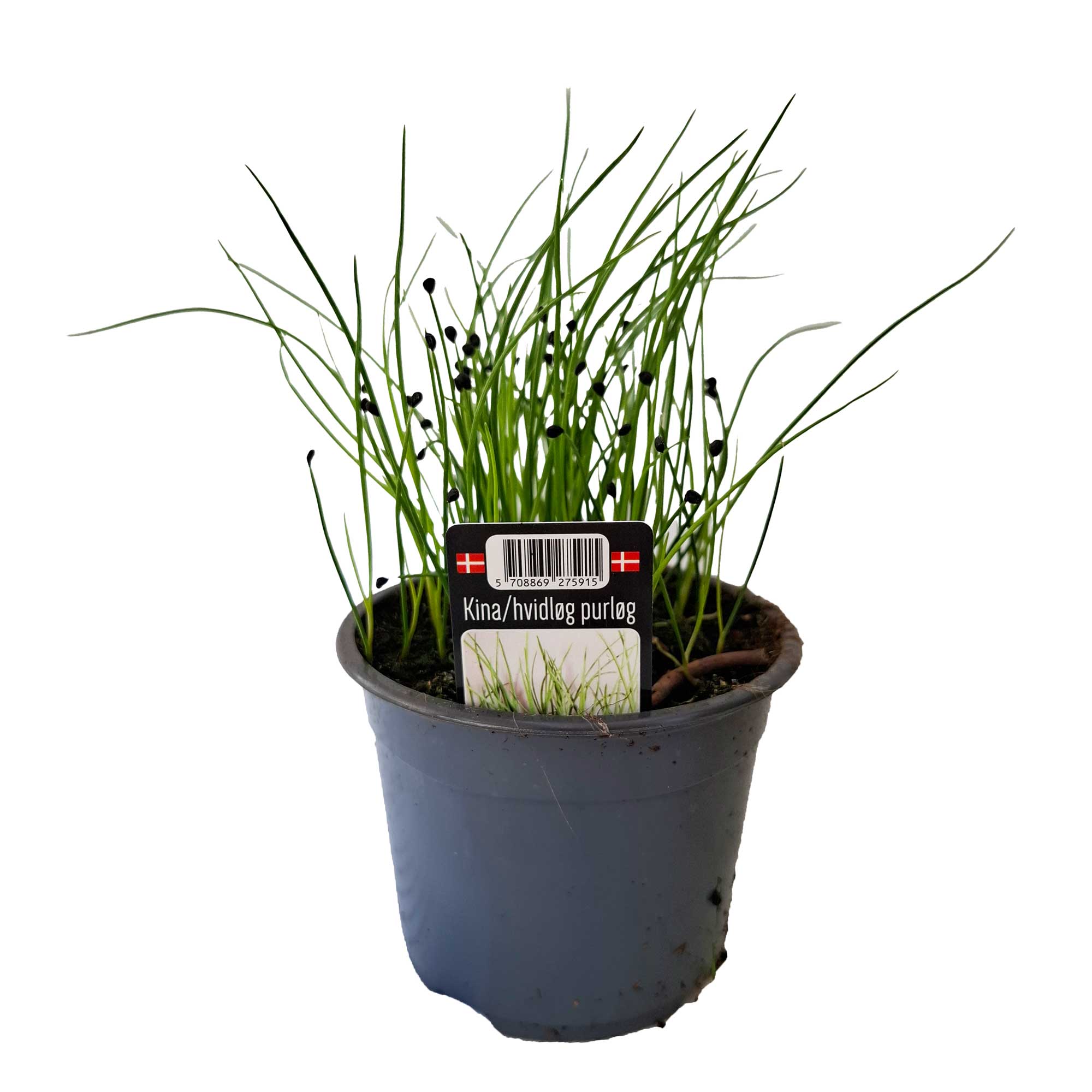 ALLIUM SCHOENO. 'GARLIC SHIVES 10cm