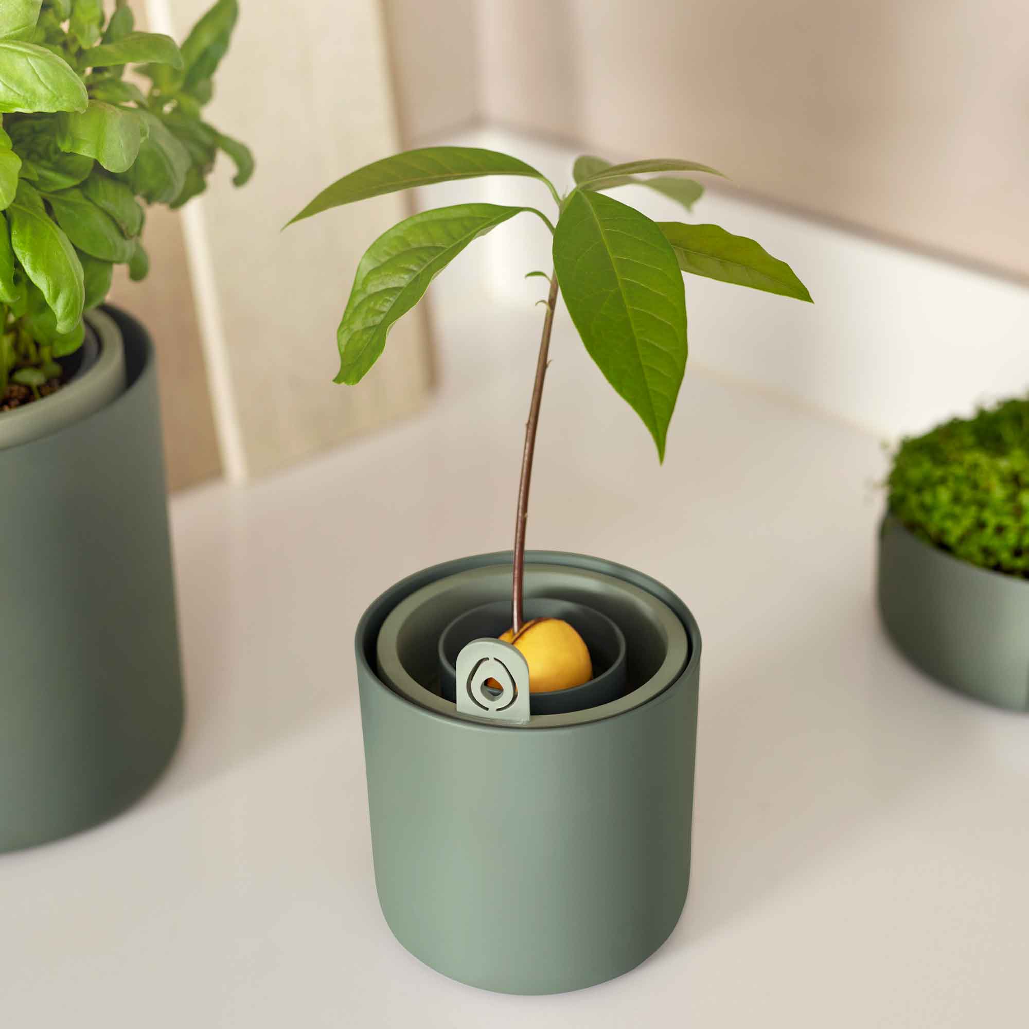 amazing avocado pot leaf green