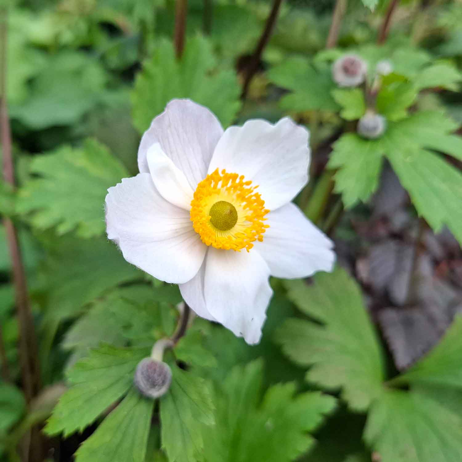 ANEMONE 'ELFIN SWAN'® C 5