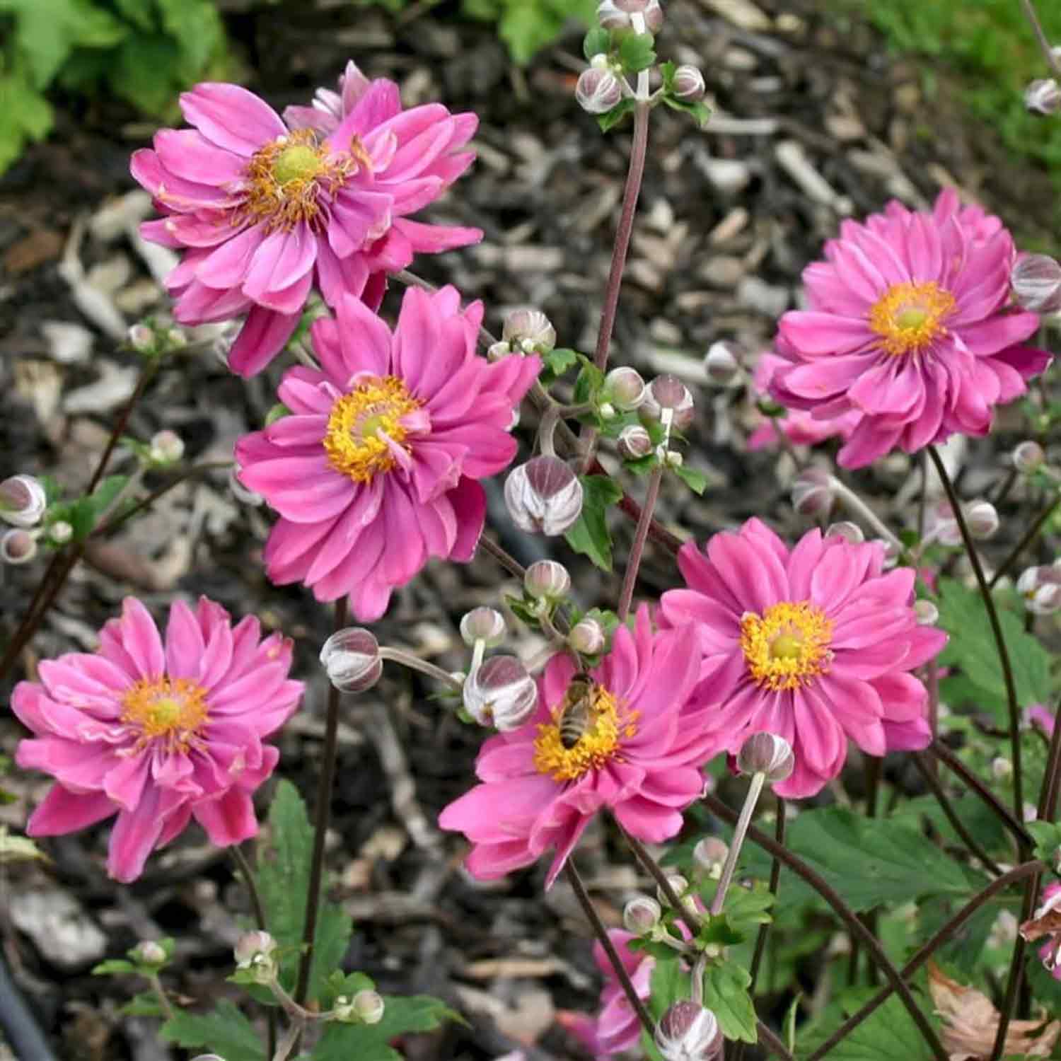 Anemone hyb. 'Pamina' P9
