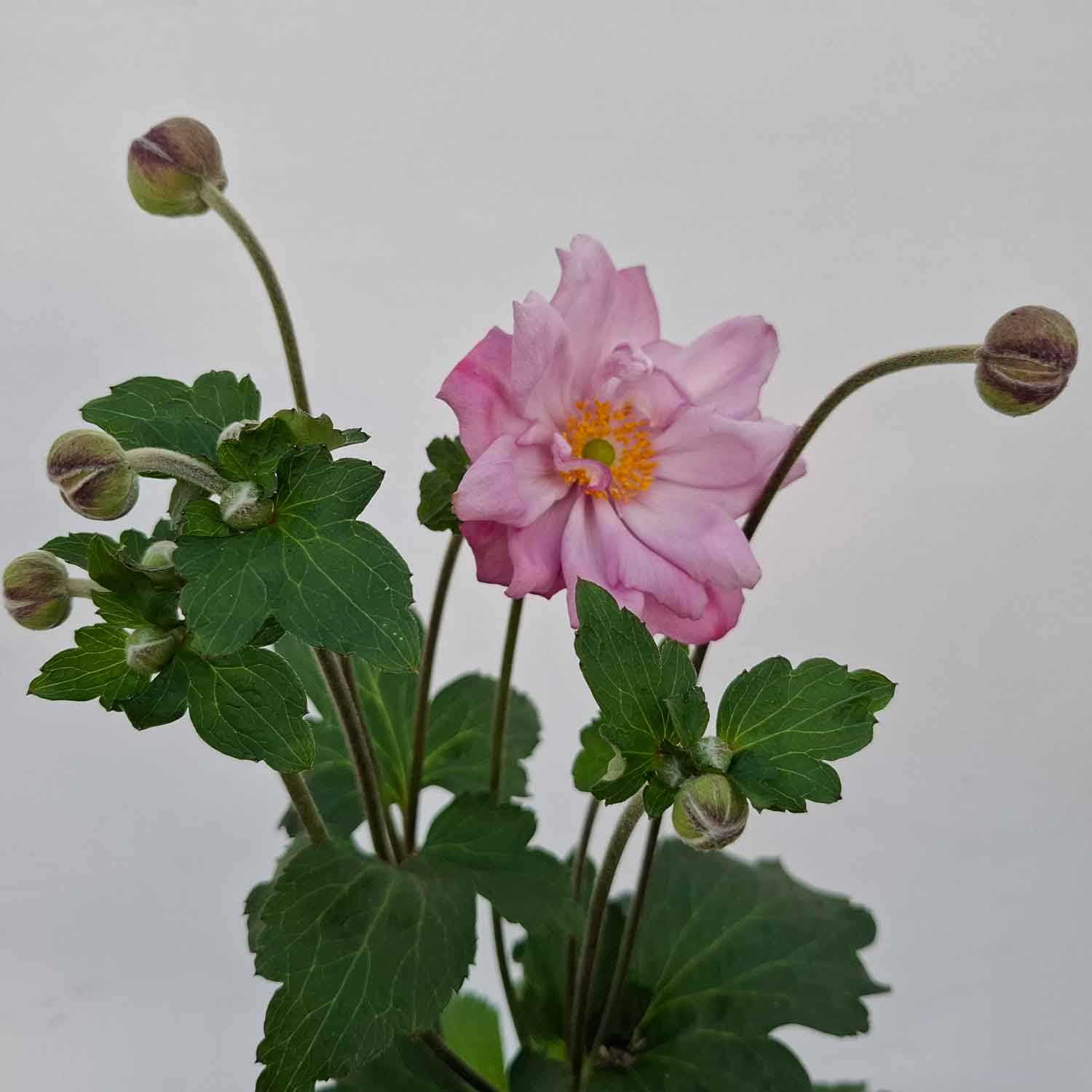Anemone Hyb. 'Königin Charlotte' 3L