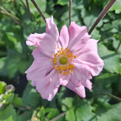 Anemone Hyb. 'Königin Charlotte' 3L