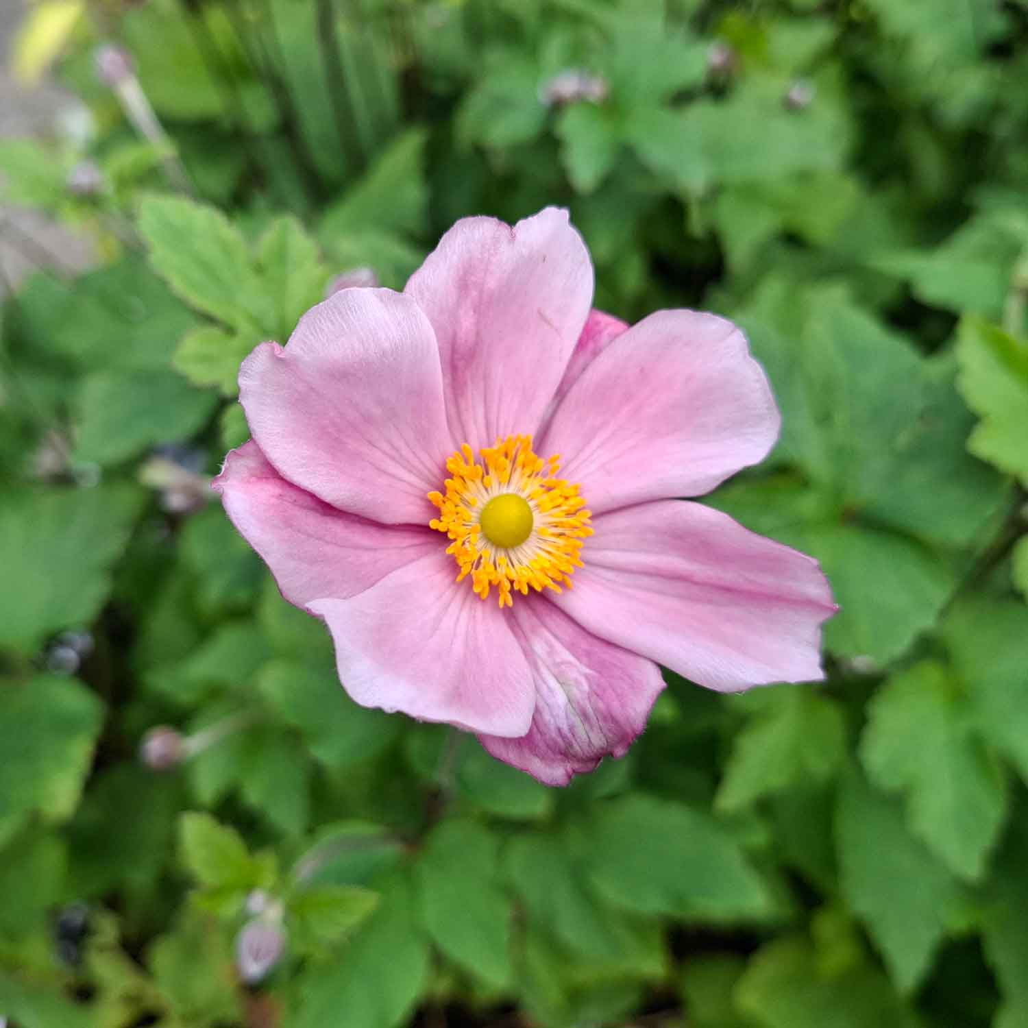 Anemone 'Lorelei' 13cm