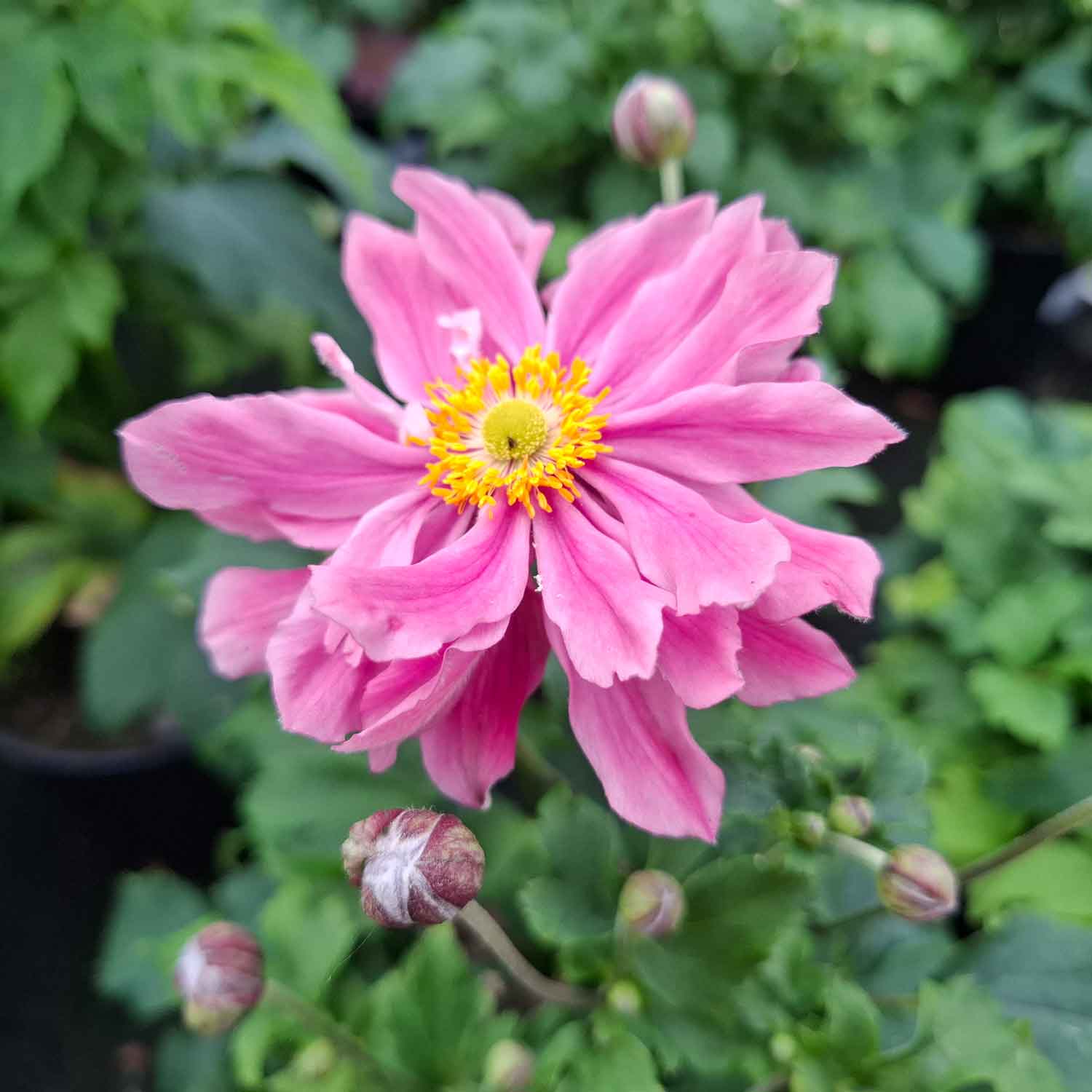 Anemone Hyb. 'Pretty Lady Emily' 3L