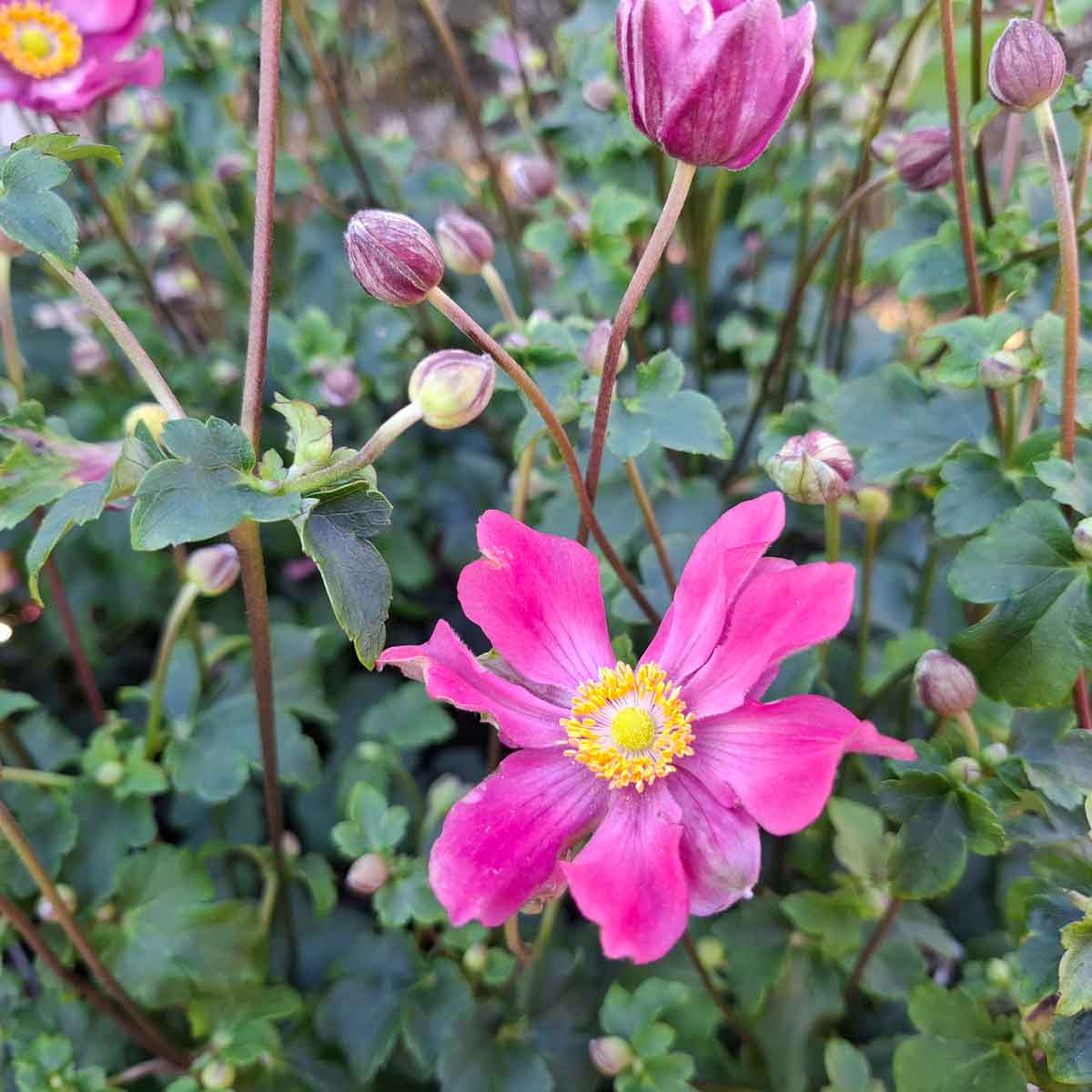 Anemone Hyb. 'S. Breeze Vibrant Pink' 3L