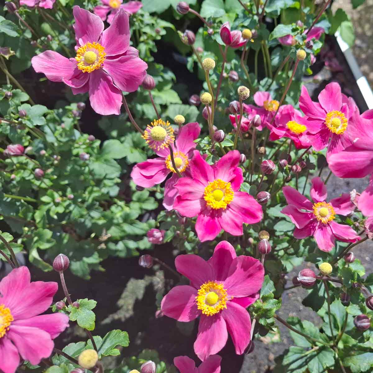 Anemone Hyb. 'S. Breeze Vibrant Pink' 3L